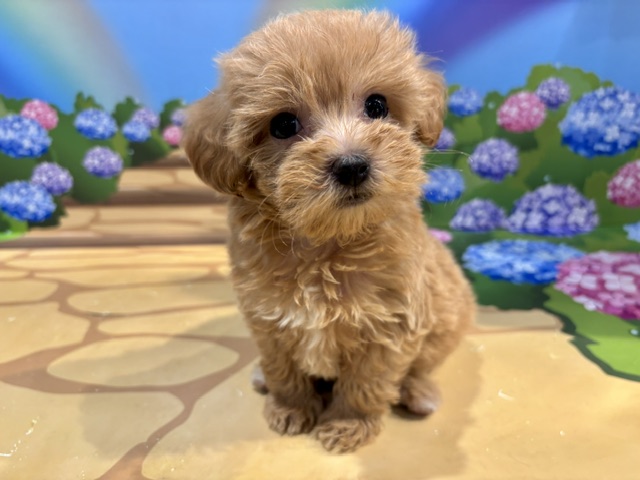 栃木県のハーフ犬・ミックス犬 (ペッツワン小山店/2026年5月1日生まれ/女の子/その他色)の子犬の4枚目の画像