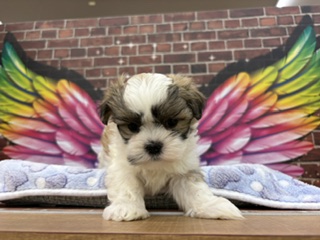 千葉県のハーフ犬・ミックス犬 (ペッツワン富津店/2026年4月18日生まれ/男の子/ホワイトゴールド)の子犬