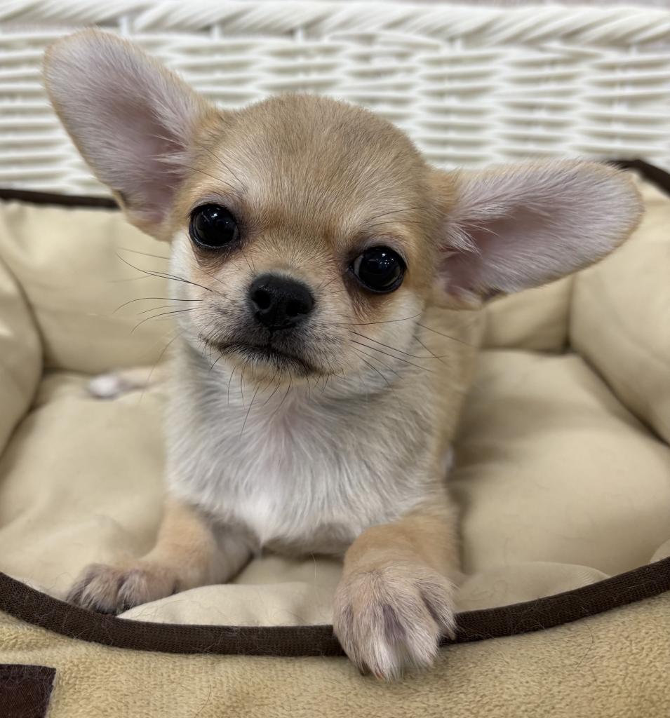 栃木県のハーフ犬・ミックス犬 (OneBuddy宇都宮店/2026年5月16日生まれ/女の子/その他色)の子犬の1枚目の画像