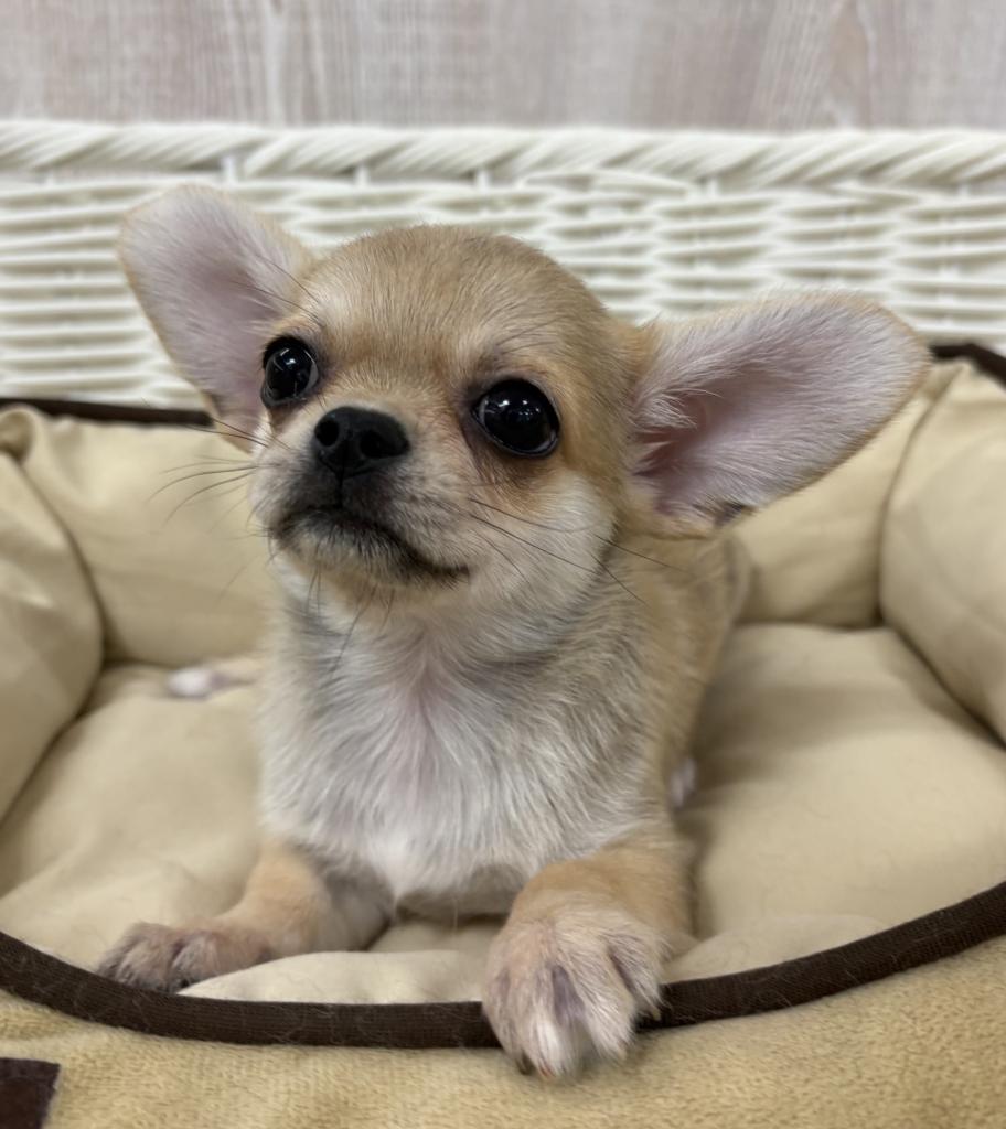 栃木県のハーフ犬・ミックス犬 (OneBuddy宇都宮店/2026年5月16日生まれ/女の子/その他色)の子犬の2枚目の画像