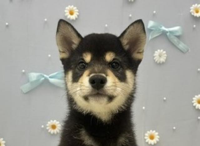 茨城県の柴犬(標準サイズ) (ペットアミつくば東店/2026年5月11日生まれ/男の子/黒)の子犬