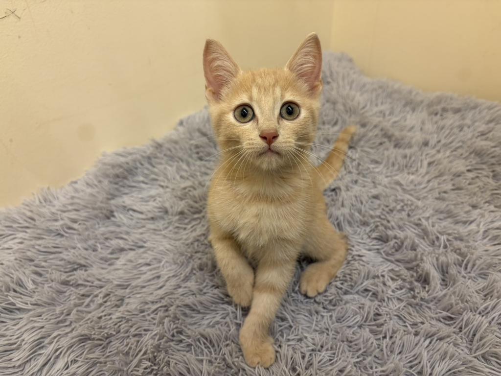 埼玉県のマンチカン (ペットプラザ越谷大里店/2026年6月28日生まれ/男の子/レッドタビー)の子猫の1枚目の画像