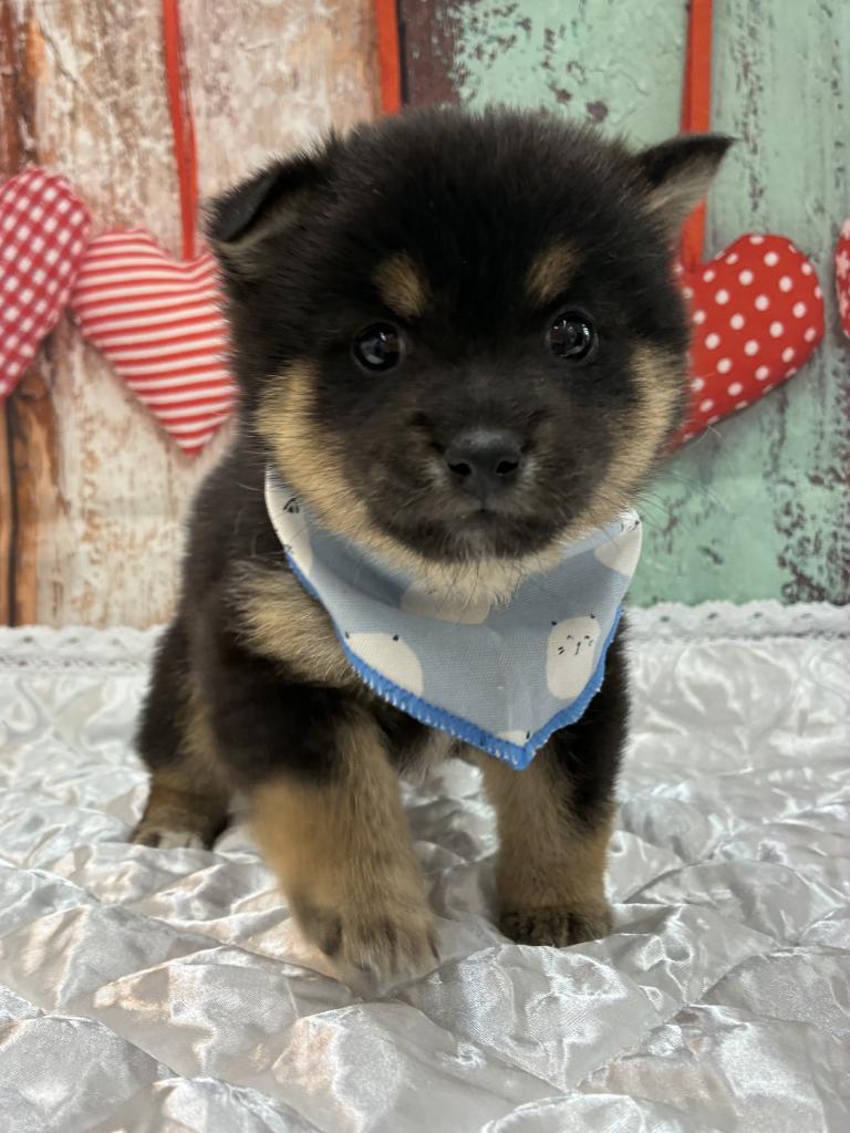 北海道のハーフ犬・ミックス犬 (ジャパンペッツトレーディング伏古店/2026年4月28日生まれ/女の子/黒)の子犬