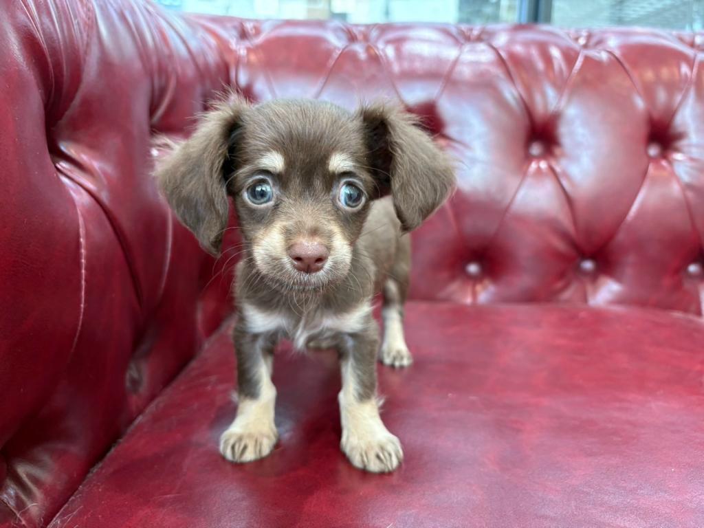 茨城県のハーフ犬・ミックス犬 (OneBuddy佐原東店/2026年6月10日生まれ/女の子/チョコレートイエロー)の子犬