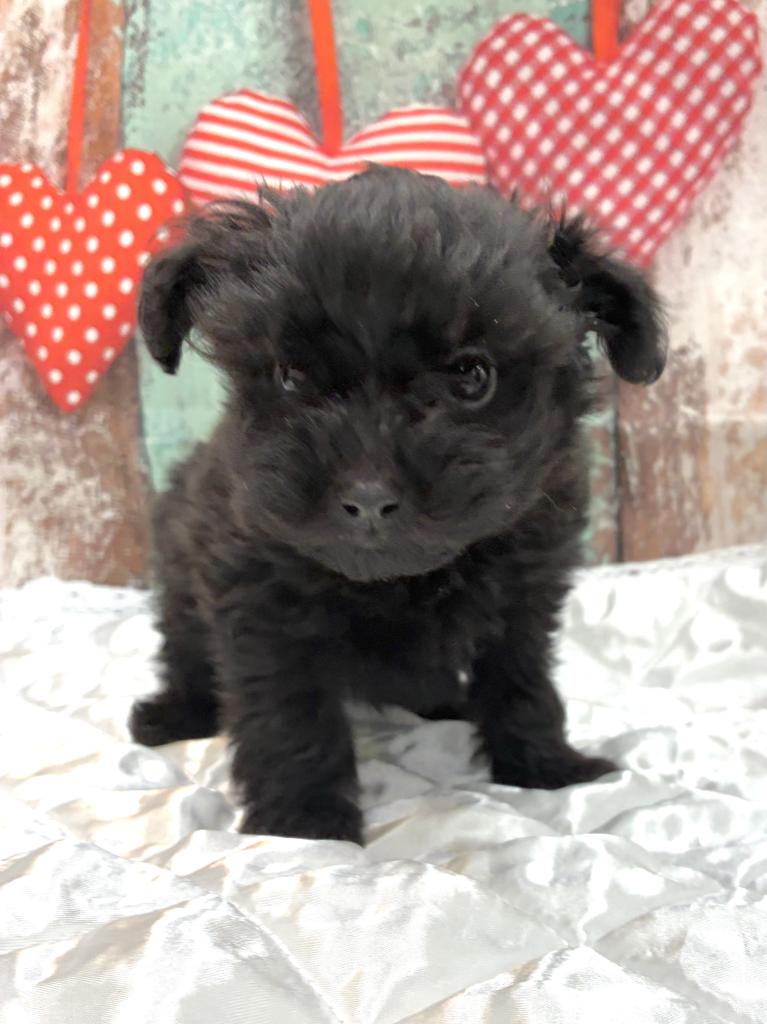 北海道のハーフ犬・ミックス犬 (ジャパンペッツトレーディング伏古店/2026年6月28日生まれ/男の子/ブラック)の子犬の1枚目の画像