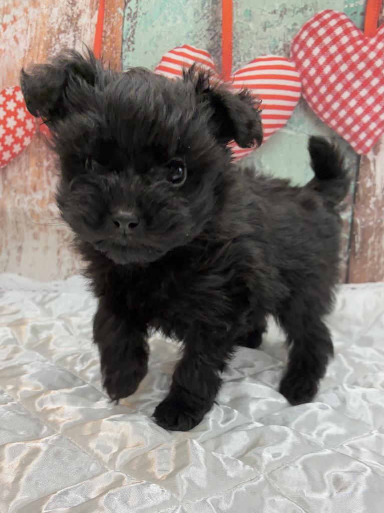 北海道のハーフ犬・ミックス犬 (ジャパンペッツトレーディング伏古店/2026年6月28日生まれ/男の子/ブラック)の子犬の2枚目の画像