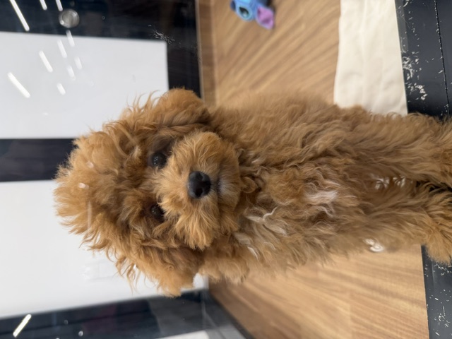 千葉県のトイプードル(トイ) (ペッツワン木更津金田店/2026年5月27日生まれ/男の子/レッド)の子犬の1枚目の画像