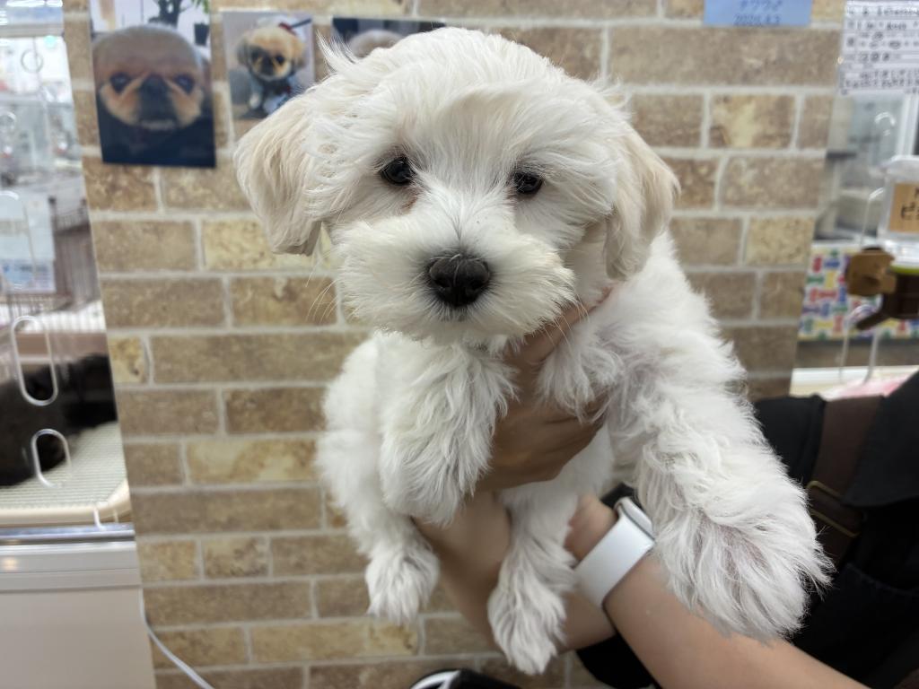 北海道のハーフ犬・ミックス犬 (ジャパンペッツトレーディング帯広店/2026年5月29日生まれ/女の子/ホワイト)の子犬