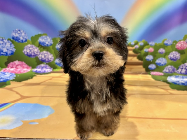 栃木県のハーフ犬・ミックス犬 (ペッツワン小山店/2026年5月22日生まれ/女の子/ブラックタン)の子犬の3枚目の画像