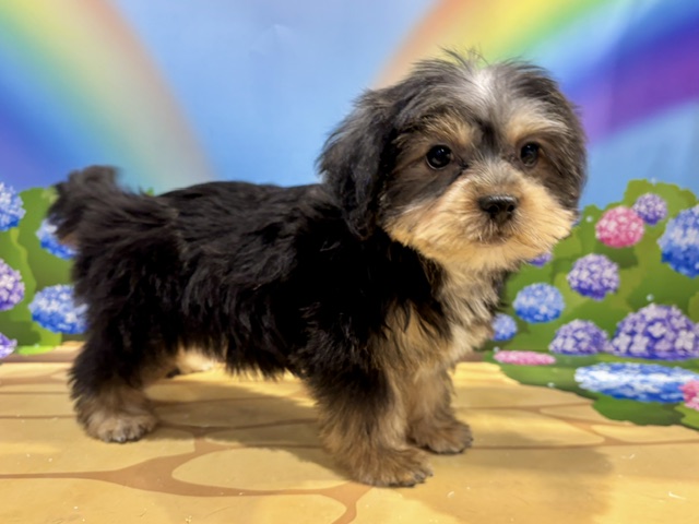 栃木県のハーフ犬・ミックス犬 (ペッツワン小山店/2026年5月22日生まれ/女の子/ブラックタン)の子犬の4枚目の画像