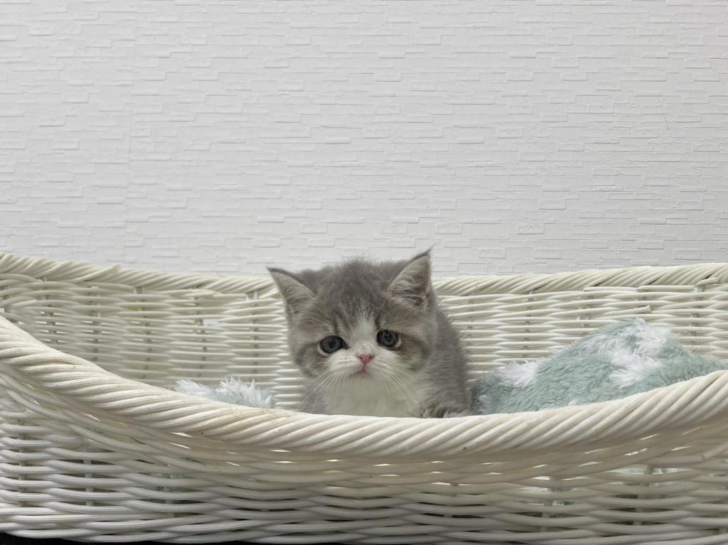 埼玉県のエキゾチック (OneBuddy宮代店/2026年5月24日生まれ/女の子/ブルータビーホワイト)の子猫の1枚目の画像