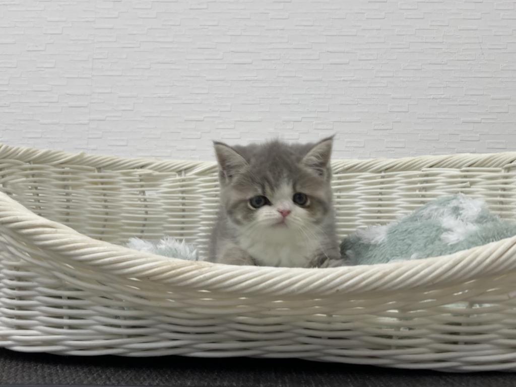埼玉県のエキゾチック (OneBuddy宮代店/2026年5月24日生まれ/女の子/ブルータビーホワイト)の子猫の2枚目の画像