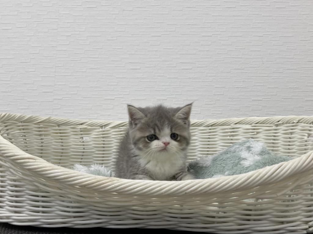 埼玉県のエキゾチック (OneBuddy宮代店/2026年5月24日生まれ/女の子/ブルータビーホワイト)の子猫の3枚目の画像