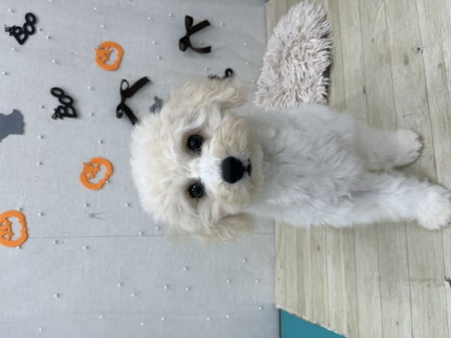 茨城県のハーフ犬・ミックス犬 (ペットアミつくば東店/2026年6月5日生まれ/女の子/その他色)の子犬の2枚目の画像
