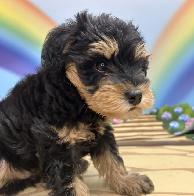 千葉県のハーフ犬・ミックス犬 (ペッツワン木更津金田店/2026年4月18日生まれ/女の子/ブラックタン)の子犬の2枚目の画像