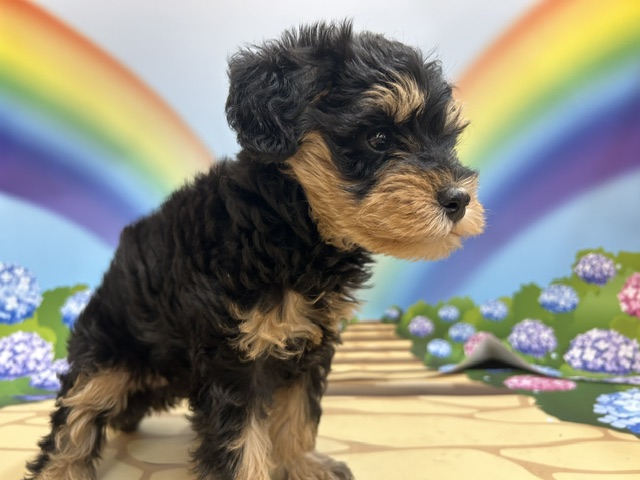 千葉県のハーフ犬・ミックス犬 (ペッツワン木更津金田店/2026年4月18日生まれ/女の子/ブラックタン)の子犬の3枚目の画像