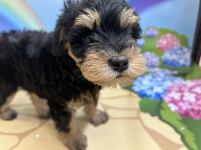 千葉県のハーフ犬・ミックス犬 (ペッツワン木更津金田店/2026年4月18日生まれ/女の子/ブラックタン)の子犬の4枚目の画像