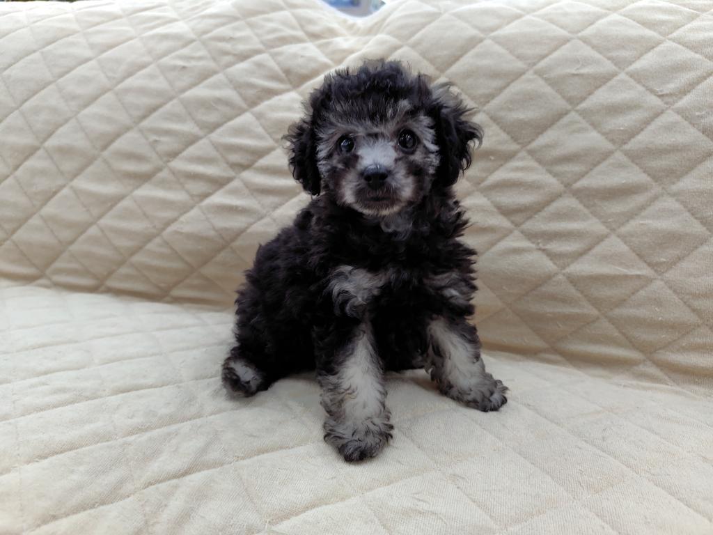 茨城県のトイプードル(トイ) (OneBuddyトモニー水戸店/2026年6月6日生まれ/男の子/シルバー)の子犬