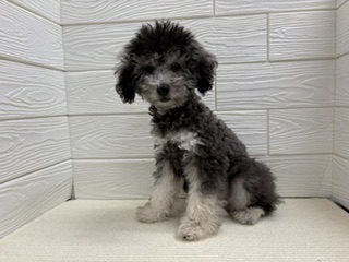 千葉県のトイプードル(トイ) (ペッツワン富津店/2026年6月6日生まれ/男の子/シルバー)の子犬の2枚目の画像