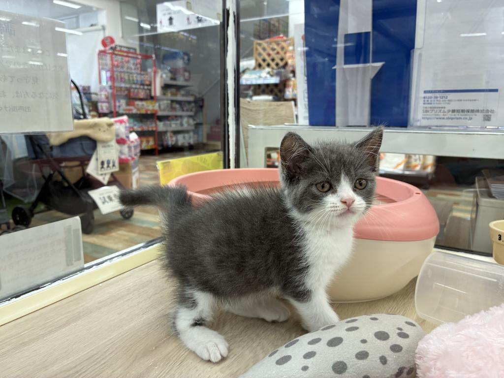 北海道のブリティッシュショートヘアー (ジャパンペッツトレーディング新発寒店/2026年6月7日生まれ/男の子/ブルーホワイト)の子猫