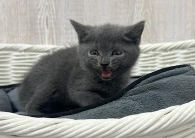 栃木県のブリティッシュショートヘアー (OneBuddy宇都宮店/2026年7月5日生まれ/男の子/ブルー)の子猫