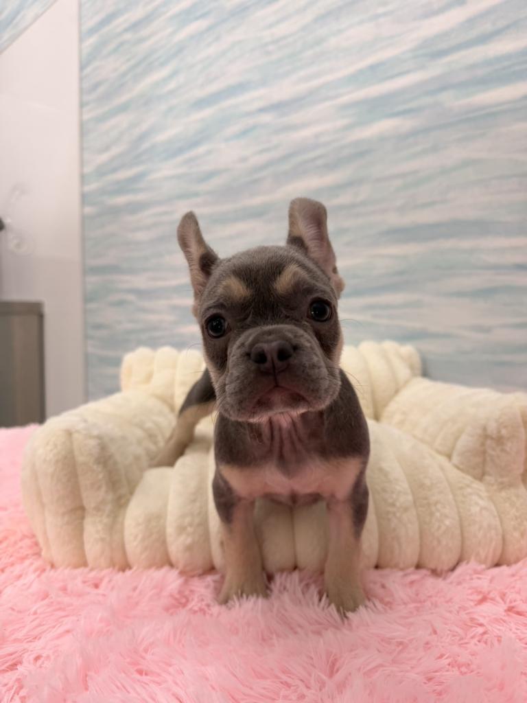 茨城県のフレンチブルドッグ (OneBuddy水戸南店/2026年5月21日生まれ/女の子/ブルータン)の子犬