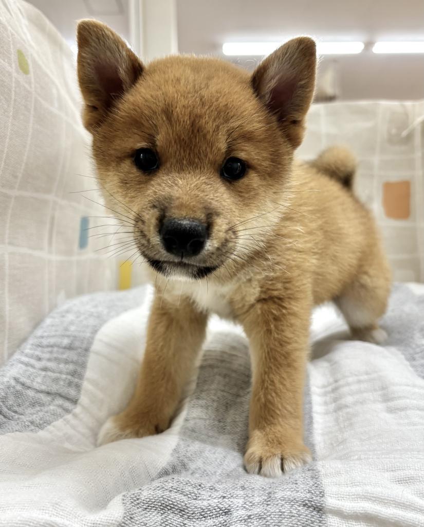 茨城県の柴犬(標準サイズ) (ペットアミ桜川店/2026年5月16日生まれ/男の子/赤)の子犬の1枚目の画像