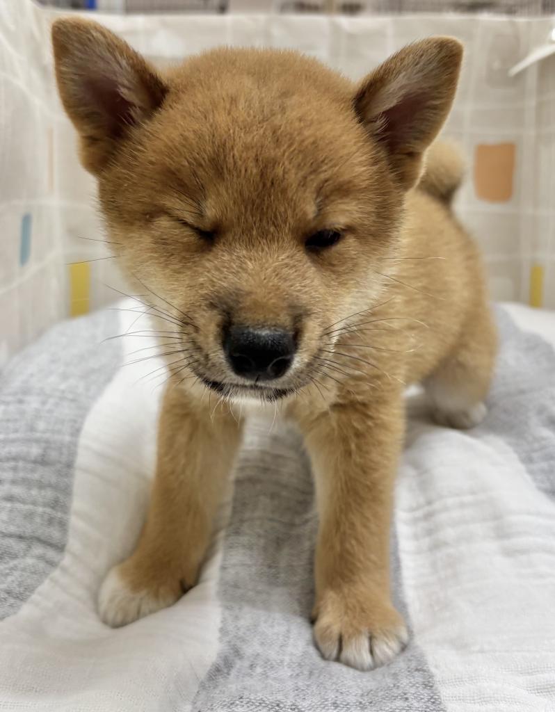 茨城県の柴犬(標準サイズ) (ペットアミ桜川店/2026年5月16日生まれ/男の子/赤)の子犬の2枚目の画像