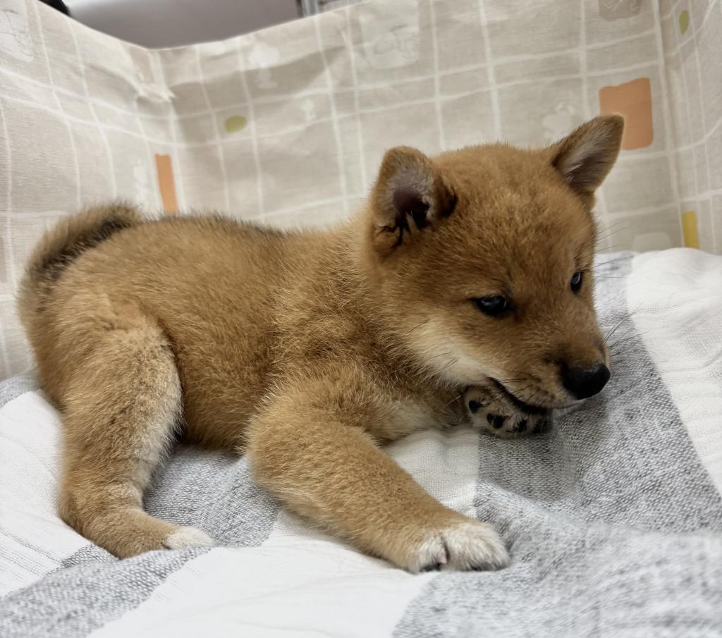 茨城県の柴犬(標準サイズ) (ペットアミ桜川店/2026年5月16日生まれ/男の子/赤)の子犬の3枚目の画像