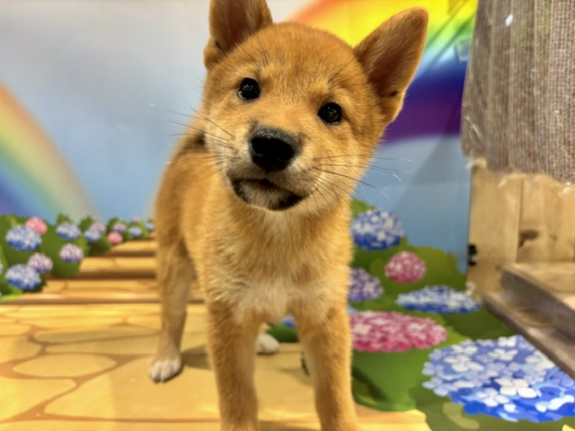 栃木県の柴犬(標準サイズ) (ペッツワン小山店/2026年5月16日生まれ/男の子/赤)の子犬の1枚目の画像