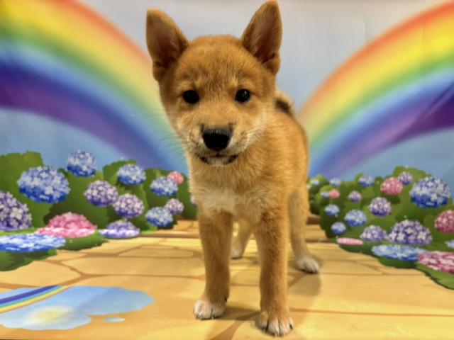 栃木県の柴犬(標準サイズ) (ペッツワン小山店/2026年5月16日生まれ/男の子/赤)の子犬の2枚目の画像