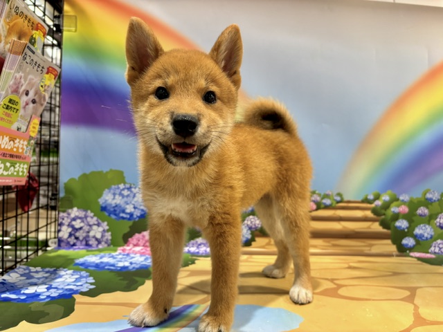 栃木県の柴犬(標準サイズ) (ペッツワン小山店/2026年5月16日生まれ/男の子/赤)の子犬の3枚目の画像