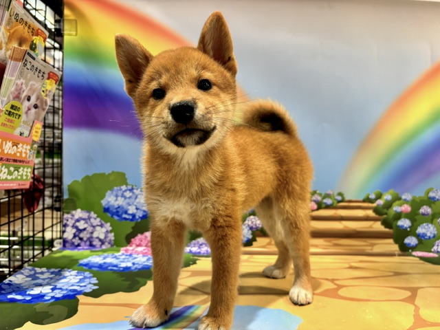 栃木県の柴犬(標準サイズ) (ペッツワン小山店/2026年5月16日生まれ/男の子/赤)の子犬の4枚目の画像