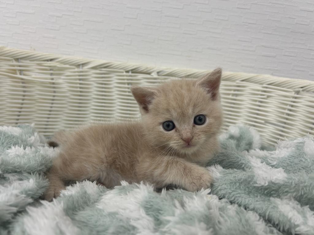埼玉県のスコティッシュフォールド (OneBuddy宮代店/2026年6月6日生まれ/男の子/クリームタビー)の子猫