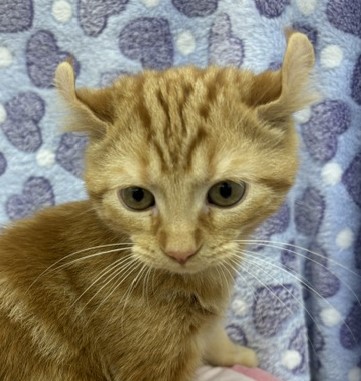 茨城県のアメリカンカール (ペットアミつくば東店/2026年6月12日生まれ/男の子/レッドタビー)の子猫