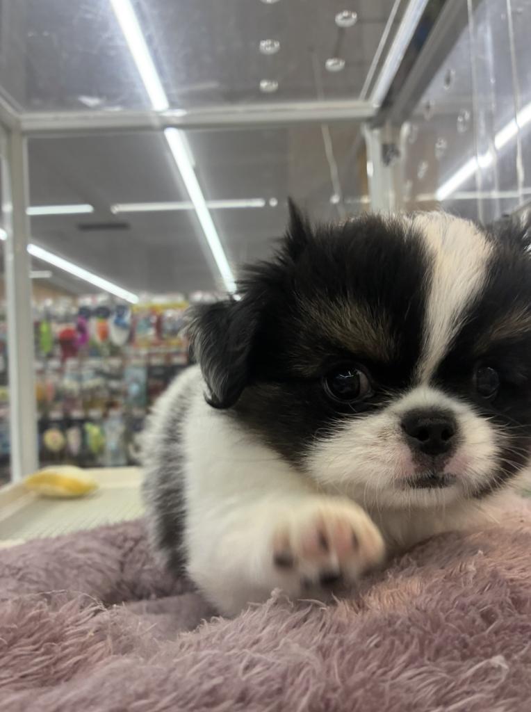 北海道のハーフ犬・ミックス犬 (ジャパンペッツトレーディング西岡店/2026年6月20日生まれ/男の子/ブラックホワイト)の子犬の2枚目の画像