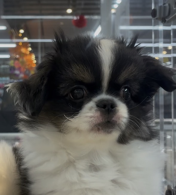 北海道のハーフ犬・ミックス犬 (ジャパンペッツトレーディング西岡店/2026年6月20日生まれ/男の子/ブラックホワイト)の子犬の3枚目の画像