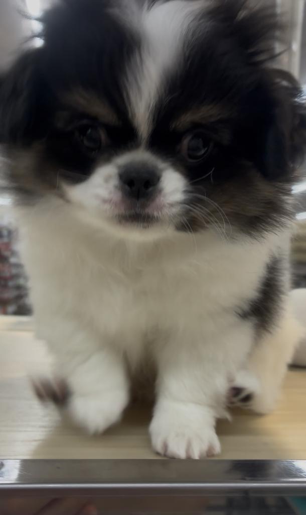 北海道のハーフ犬・ミックス犬 (ジャパンペッツトレーディング西岡店/2026年6月20日生まれ/男の子/ブラックホワイト)の子犬の4枚目の画像
