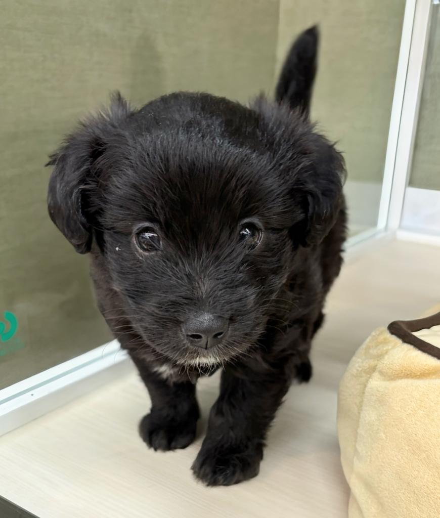 北海道のハーフ犬・ミックス犬 (ジャパンペッツトレーディング屯田店/2026年6月1日生まれ/男の子/その他色)の子犬の1枚目の画像