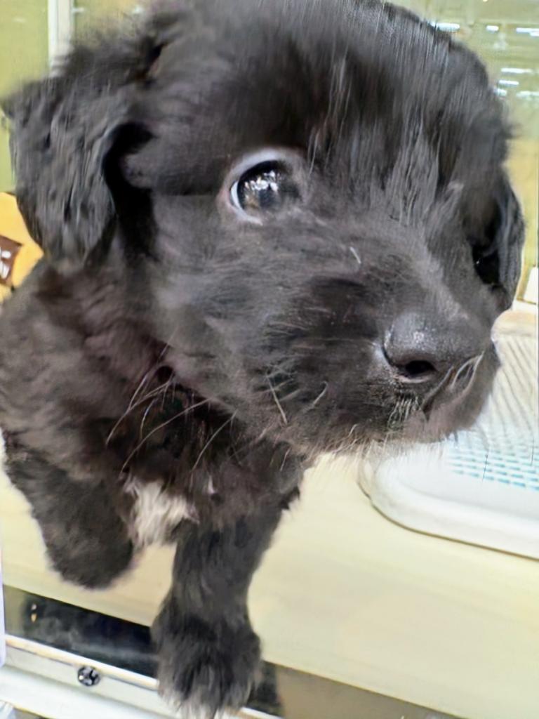 北海道のハーフ犬・ミックス犬 (ジャパンペッツトレーディング屯田店/2026年6月1日生まれ/男の子/その他色)の子犬の2枚目の画像