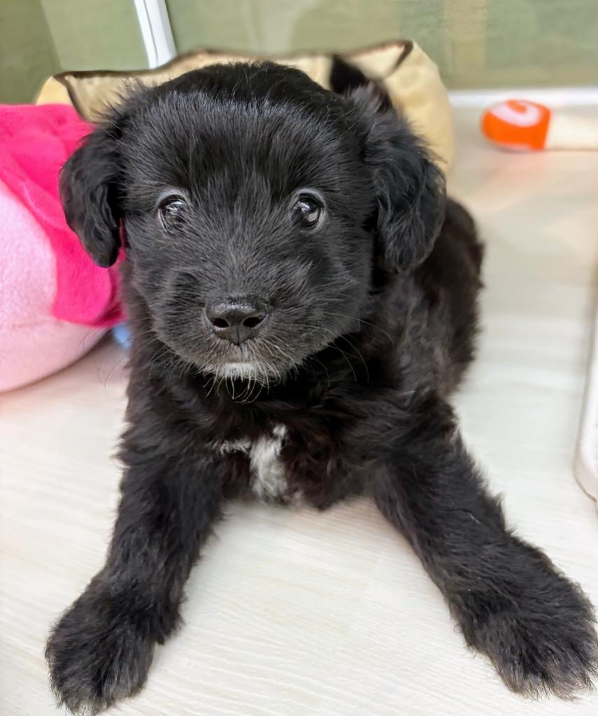北海道のハーフ犬・ミックス犬 (ジャパンペッツトレーディング屯田店/2026年6月1日生まれ/男の子/その他色)の子犬の3枚目の画像