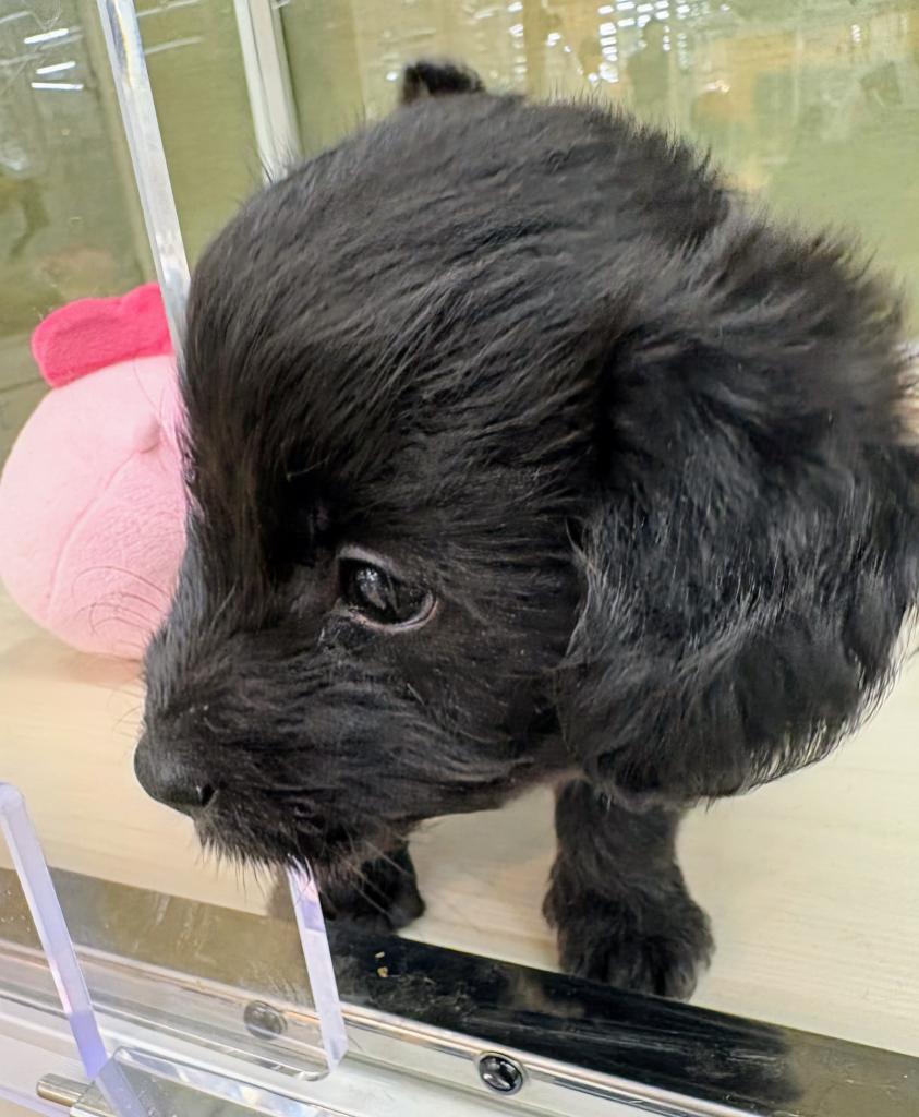 北海道のハーフ犬・ミックス犬 (ジャパンペッツトレーディング屯田店/2026年6月1日生まれ/男の子/その他色)の子犬の4枚目の画像