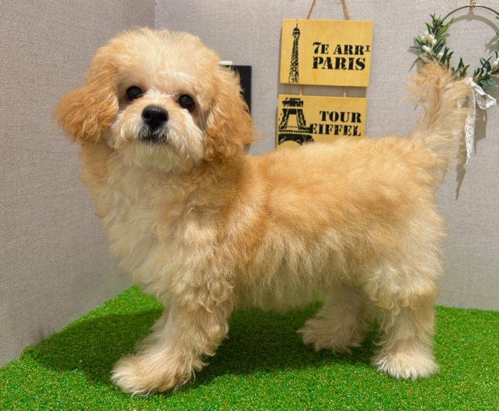 茨城県のハーフ犬・ミックス犬 (ペッツワン水戸店/2026年5月30日生まれ/女の子/アプリコット)の子犬の4枚目の画像