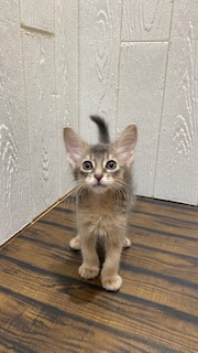 東京都のソマリ (OneBuddy仙川店/2026年4月18日生まれ/女の子/ブルー)の子猫の1枚目の画像