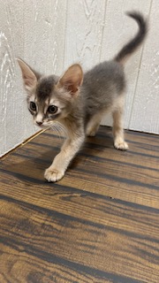 東京都のソマリ (OneBuddy仙川店/2026年4月18日生まれ/女の子/ブルー)の子猫の2枚目の画像
