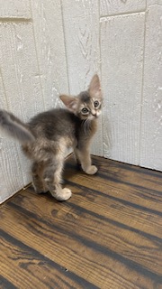 東京都のソマリ (OneBuddy仙川店/2026年4月18日生まれ/女の子/ブルー)の子猫の3枚目の画像