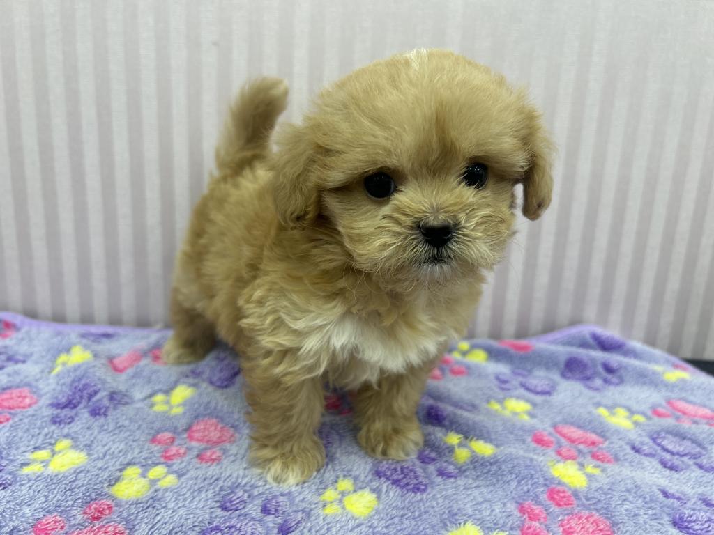 埼玉県のハーフ犬・ミックス犬 (OneBuddy南越谷店/2026年5月9日生まれ/女の子/アプリコット)の子犬の2枚目の画像