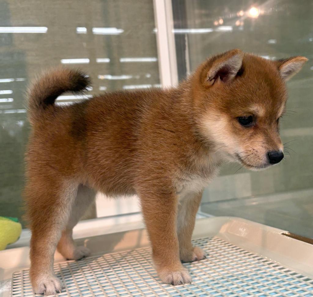 北海道の豆柴 (ジャパンペッツトレーディング屯田店/2026年7月11日生まれ/女の子/赤)の子犬の2枚目の画像