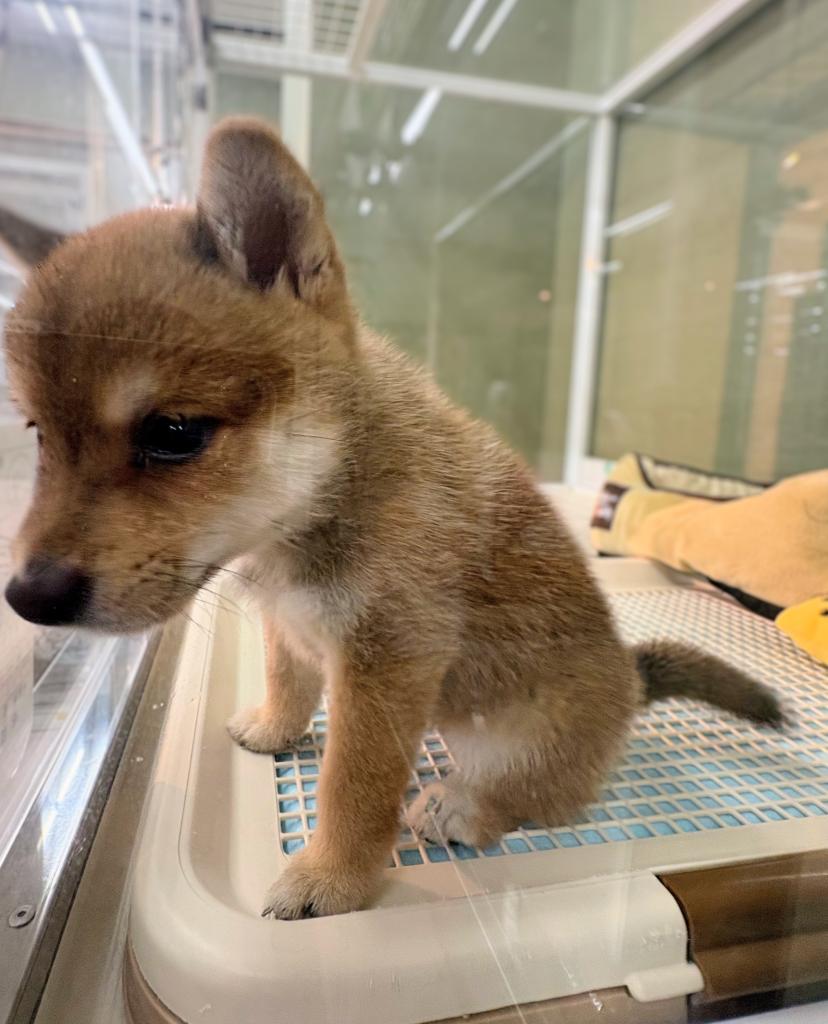 北海道の豆柴 (ジャパンペッツトレーディング屯田店/2026年7月11日生まれ/女の子/赤)の子犬の3枚目の画像