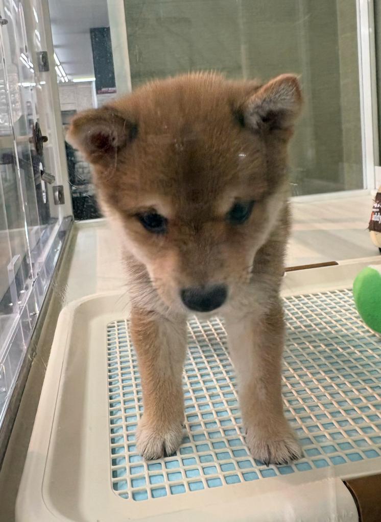 北海道の豆柴 (ジャパンペッツトレーディング屯田店/2026年7月11日生まれ/女の子/赤)の子犬の4枚目の画像